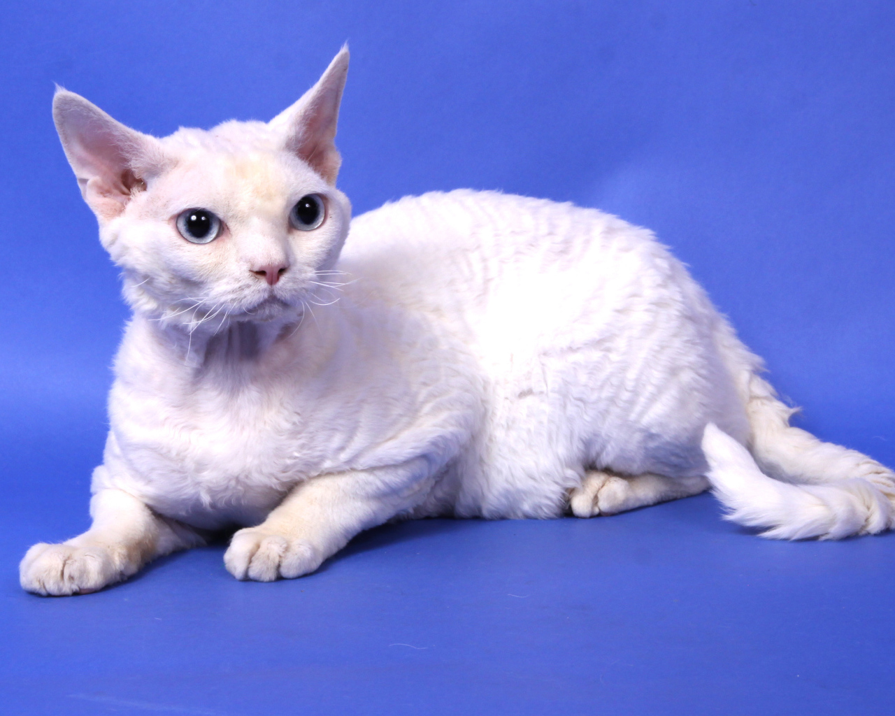 Белый девон-рекс