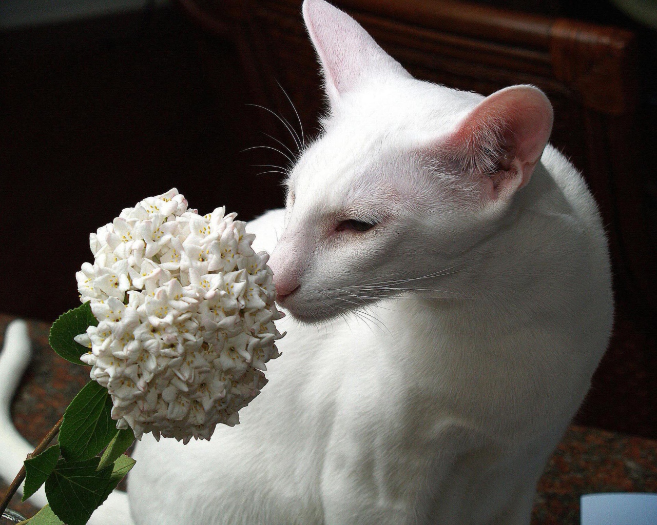 Белая ориентальная короткошерстная кошка