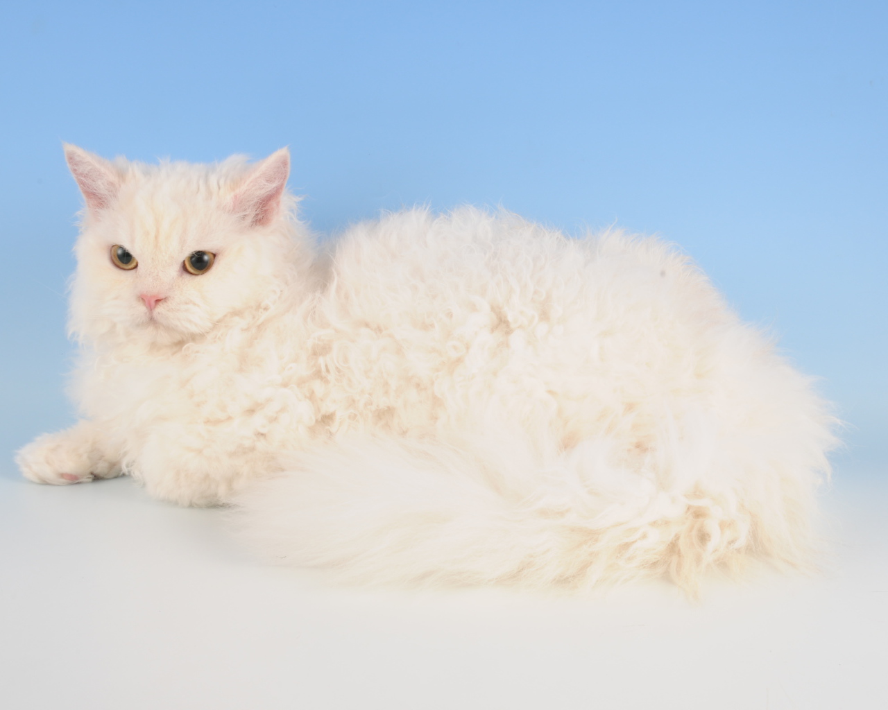 Белый селкирк рекс