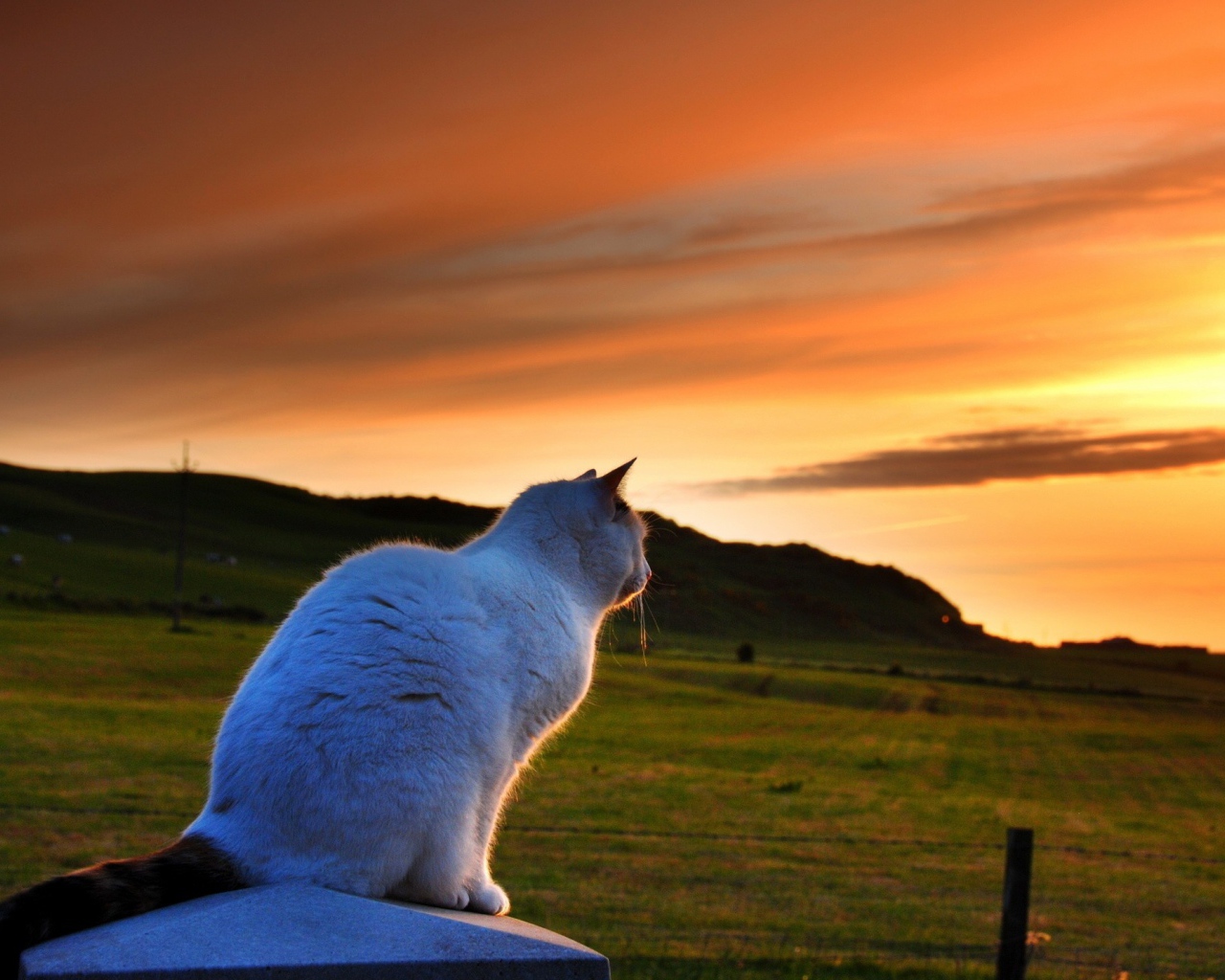 Белый кот смотрит на закат