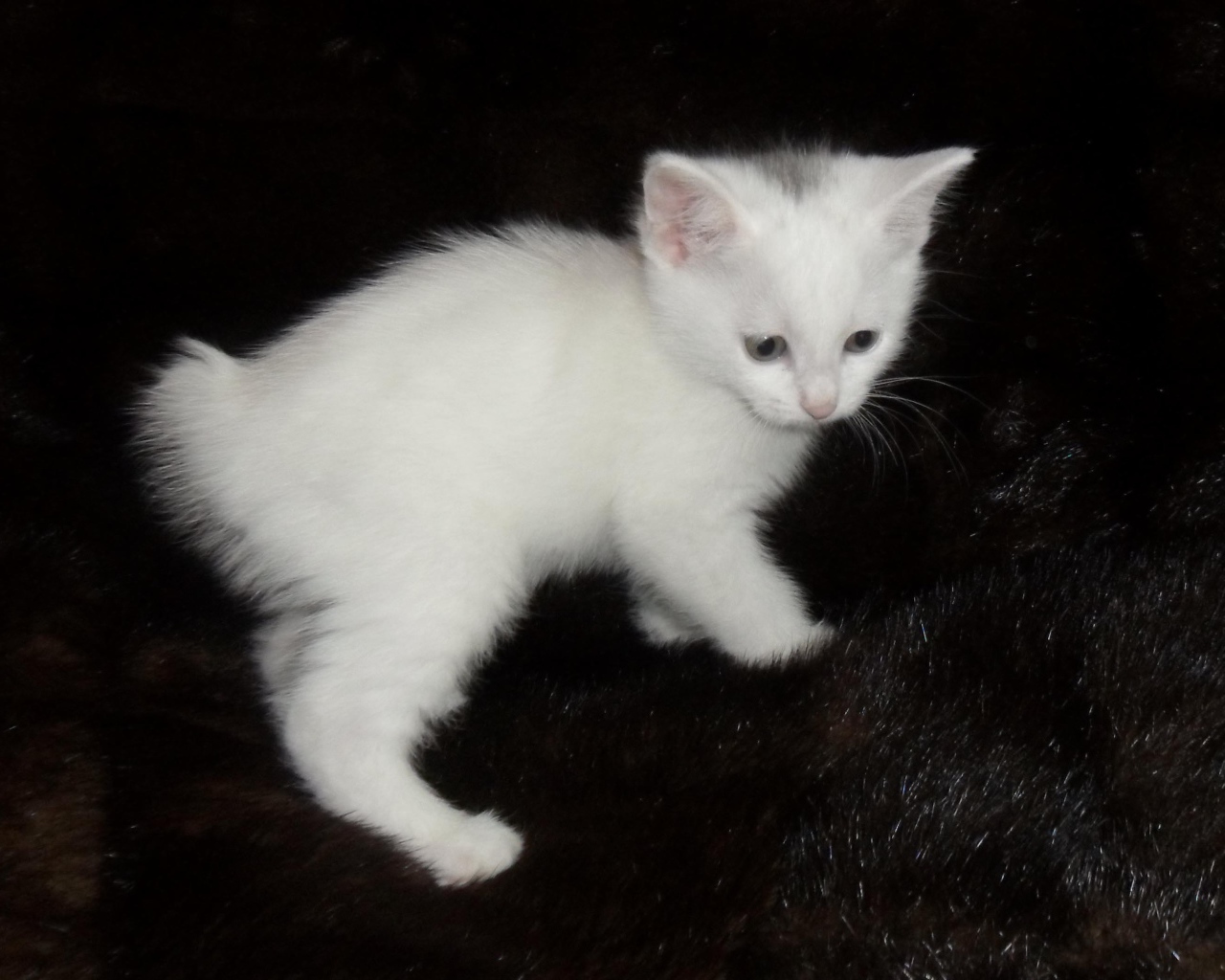 Белый котенок курильского бобтейла