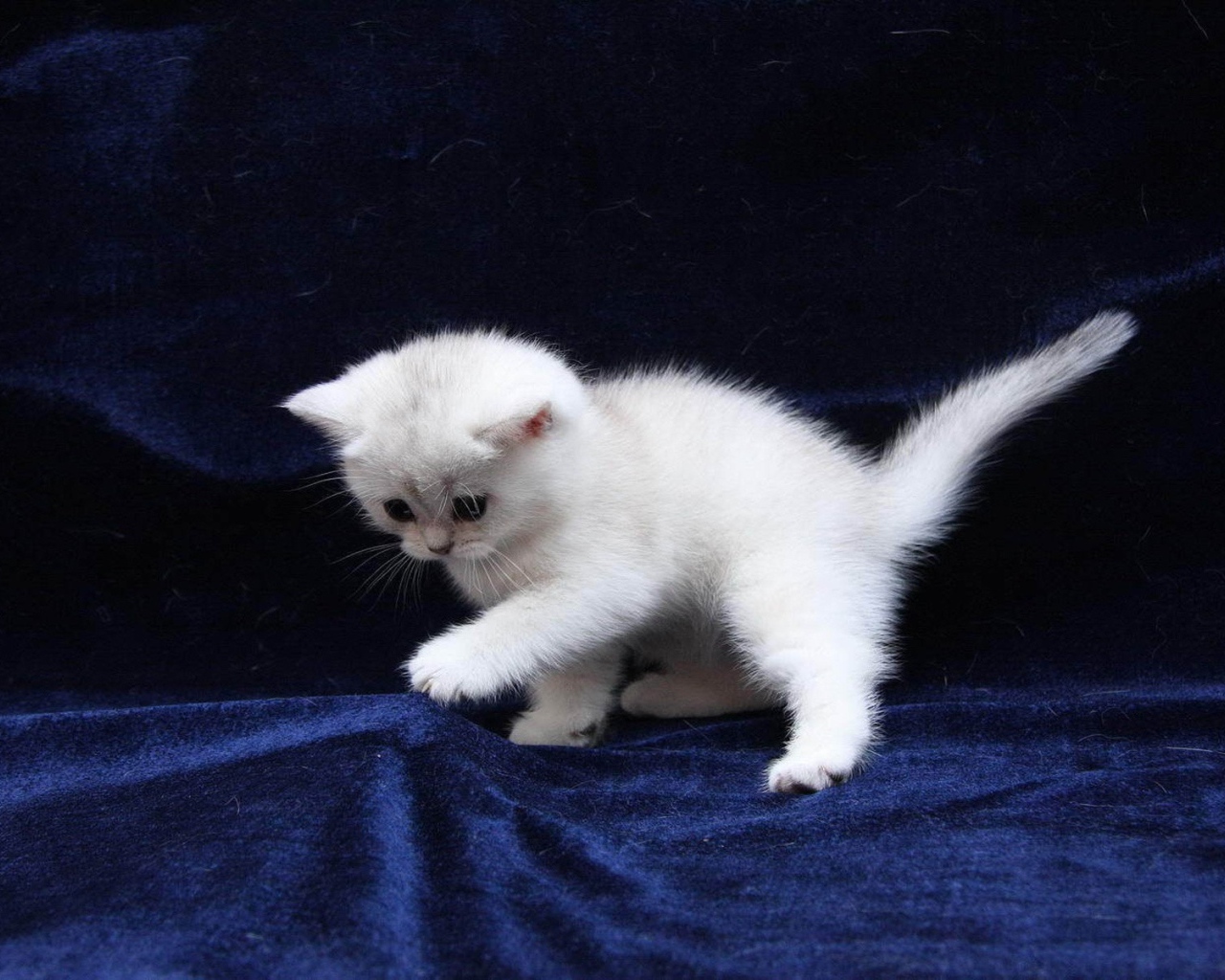 Белый котенок на синей ткани