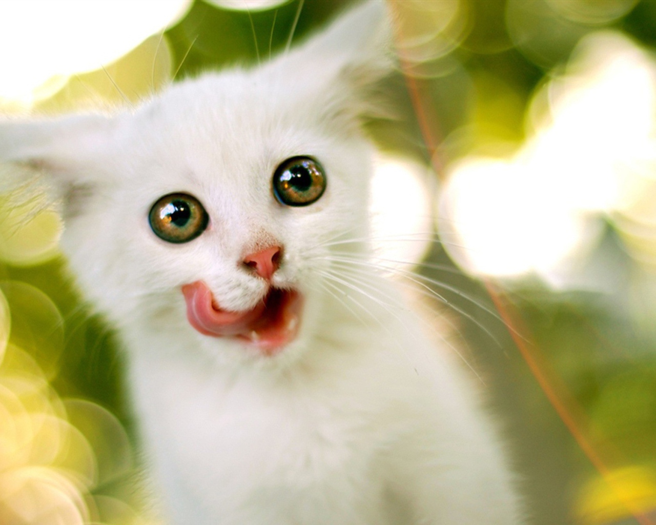 White kitten with round eyes