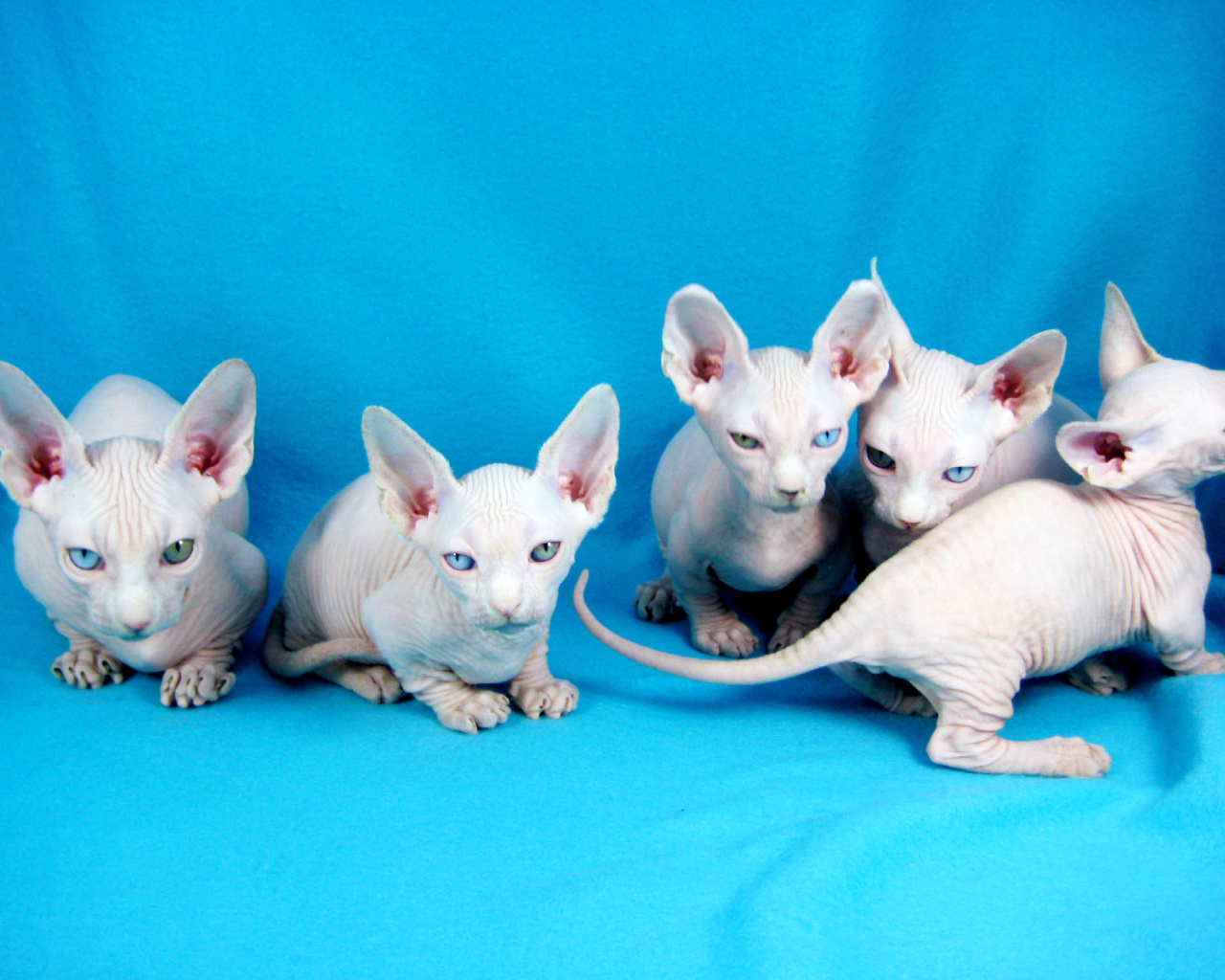 Белые котята минскин