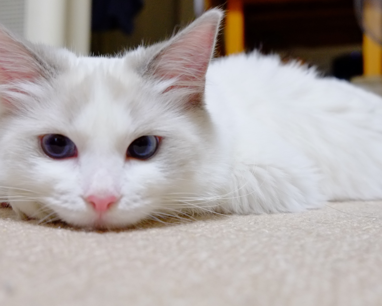 Белый рэгдолл на полу