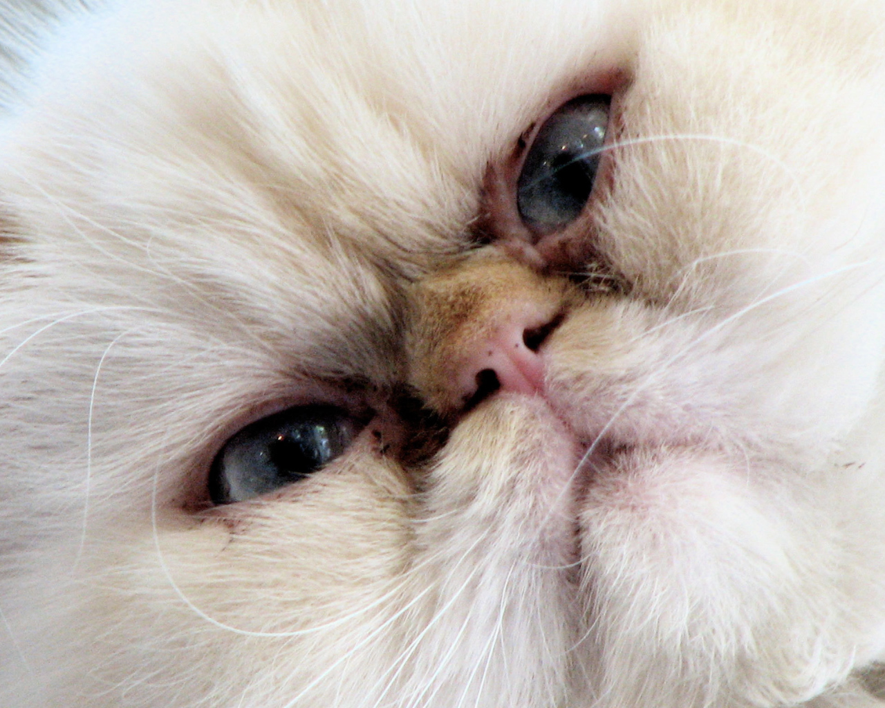 Злая гималайская кошка