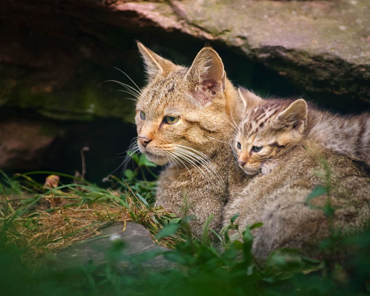 Дикая кошка с котенком
