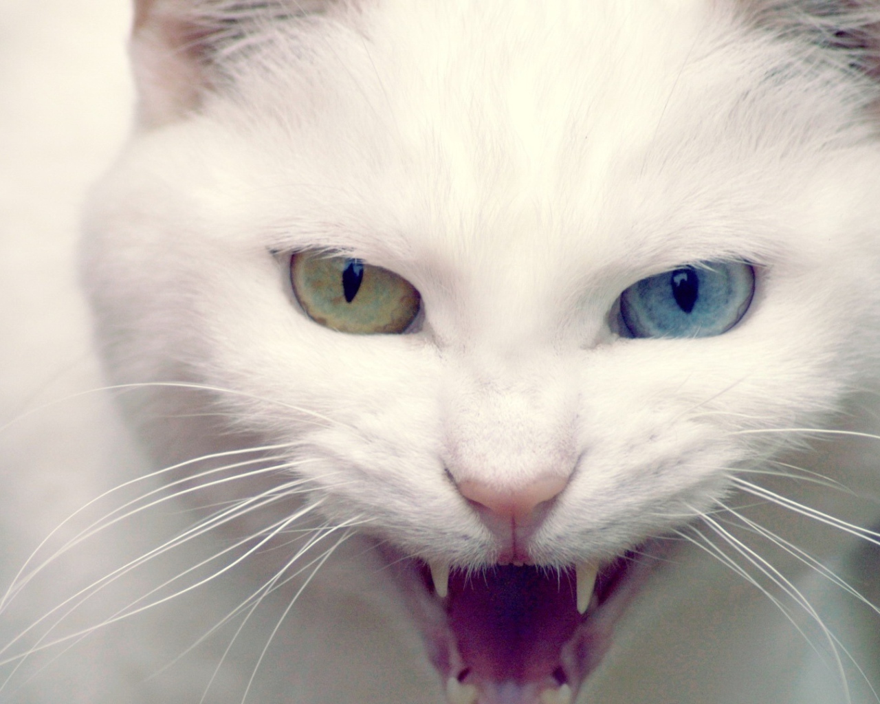 Дикий белый кот