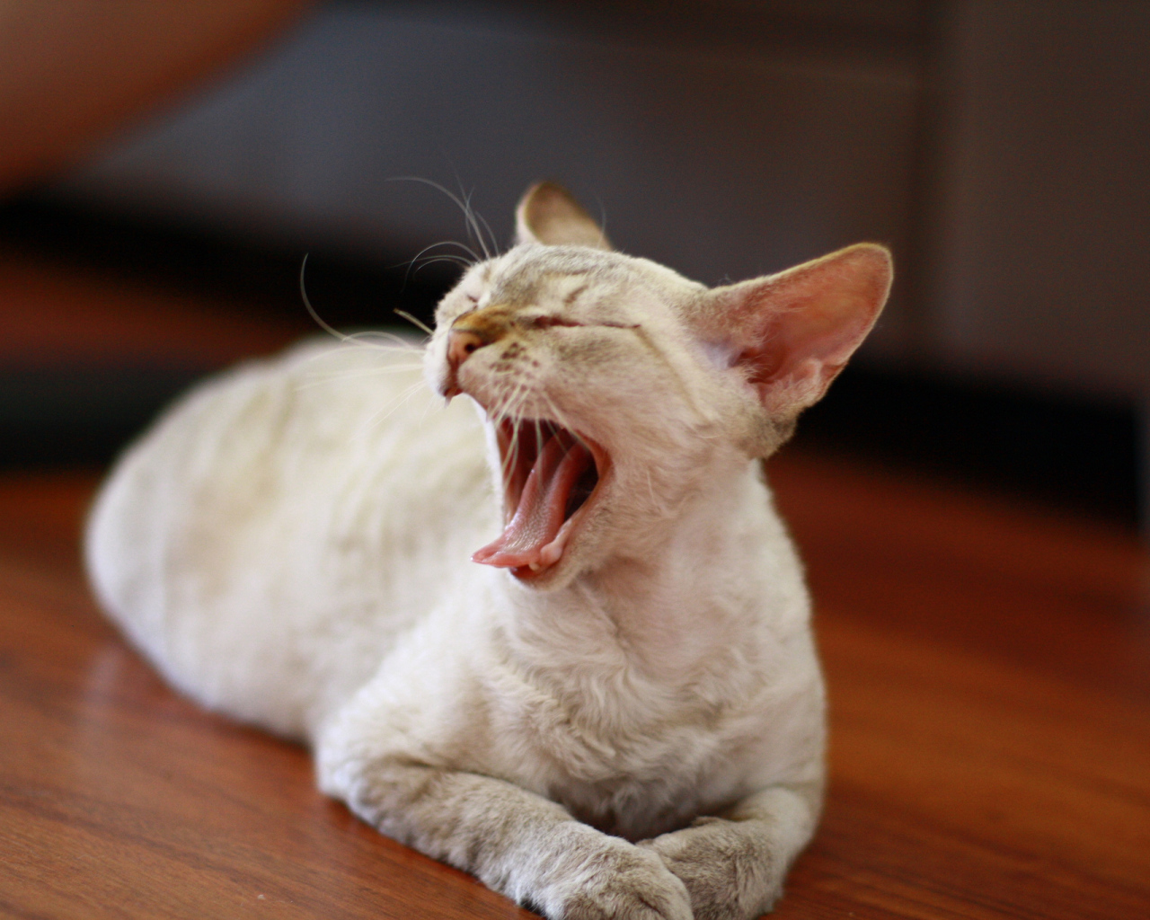 Зевающий девон-рекс