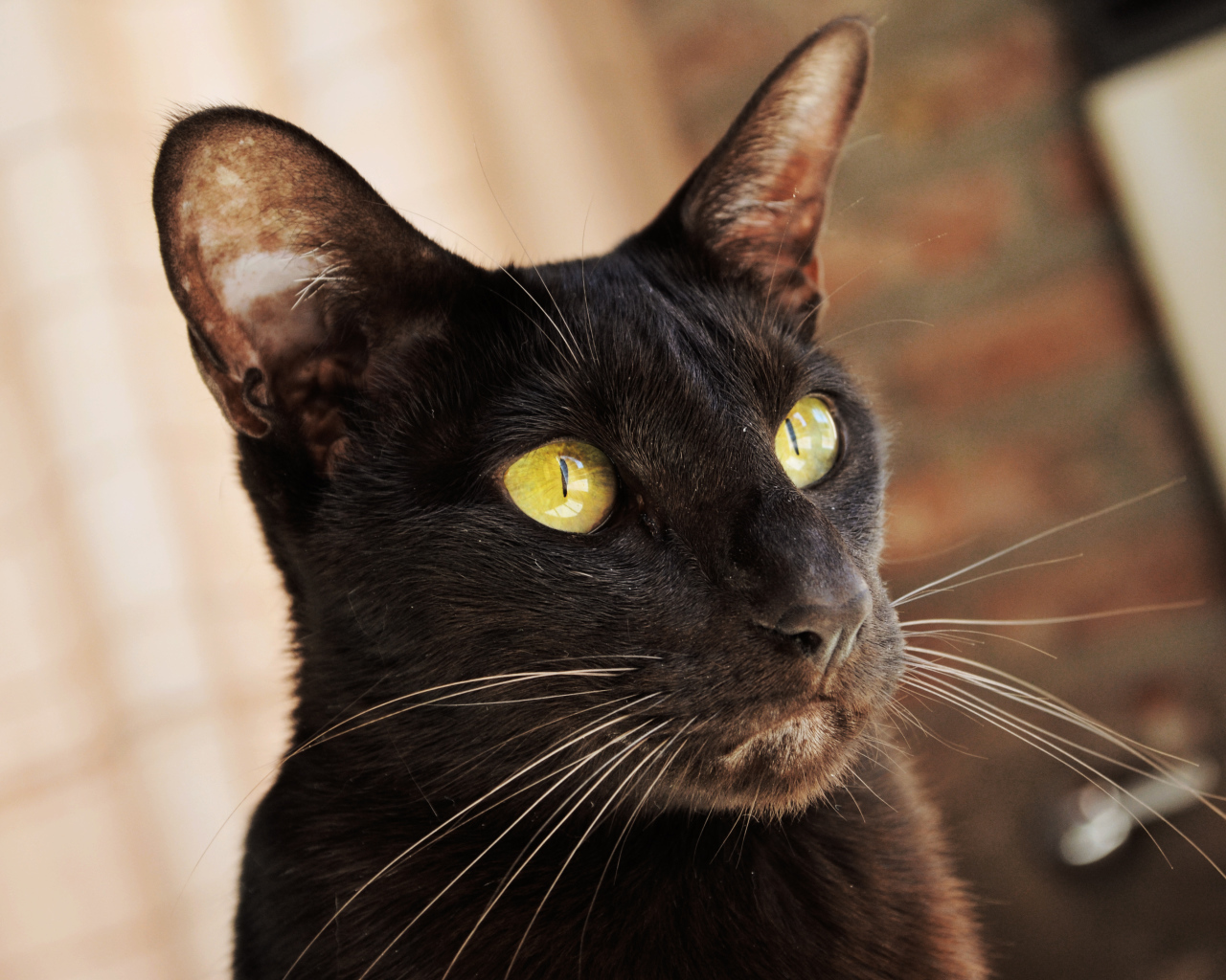 Желтоглазая ориентальная короткошерстная кошка