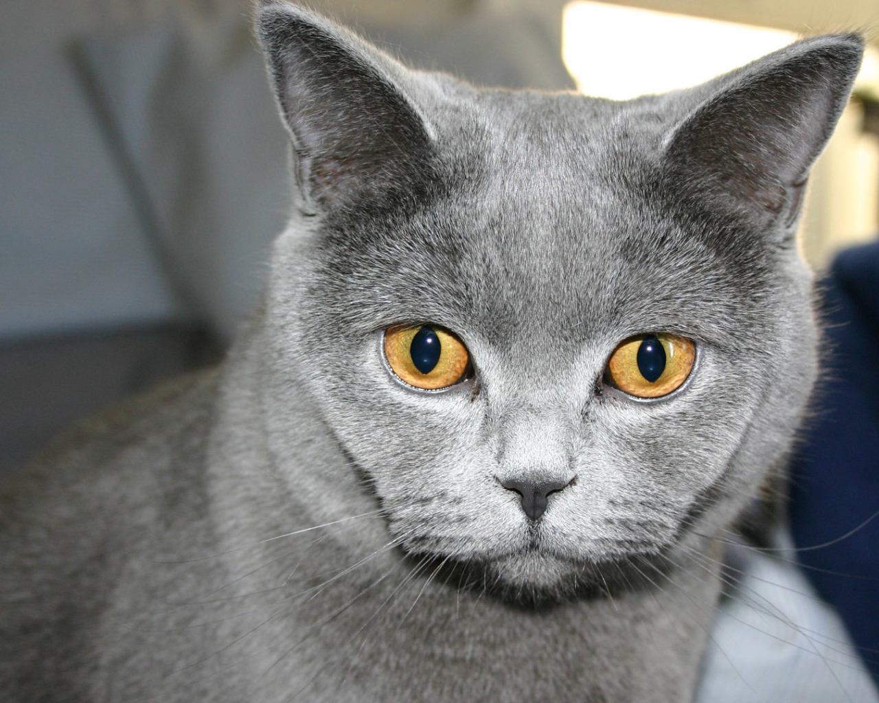 Желтоглазая русская голубая кошка