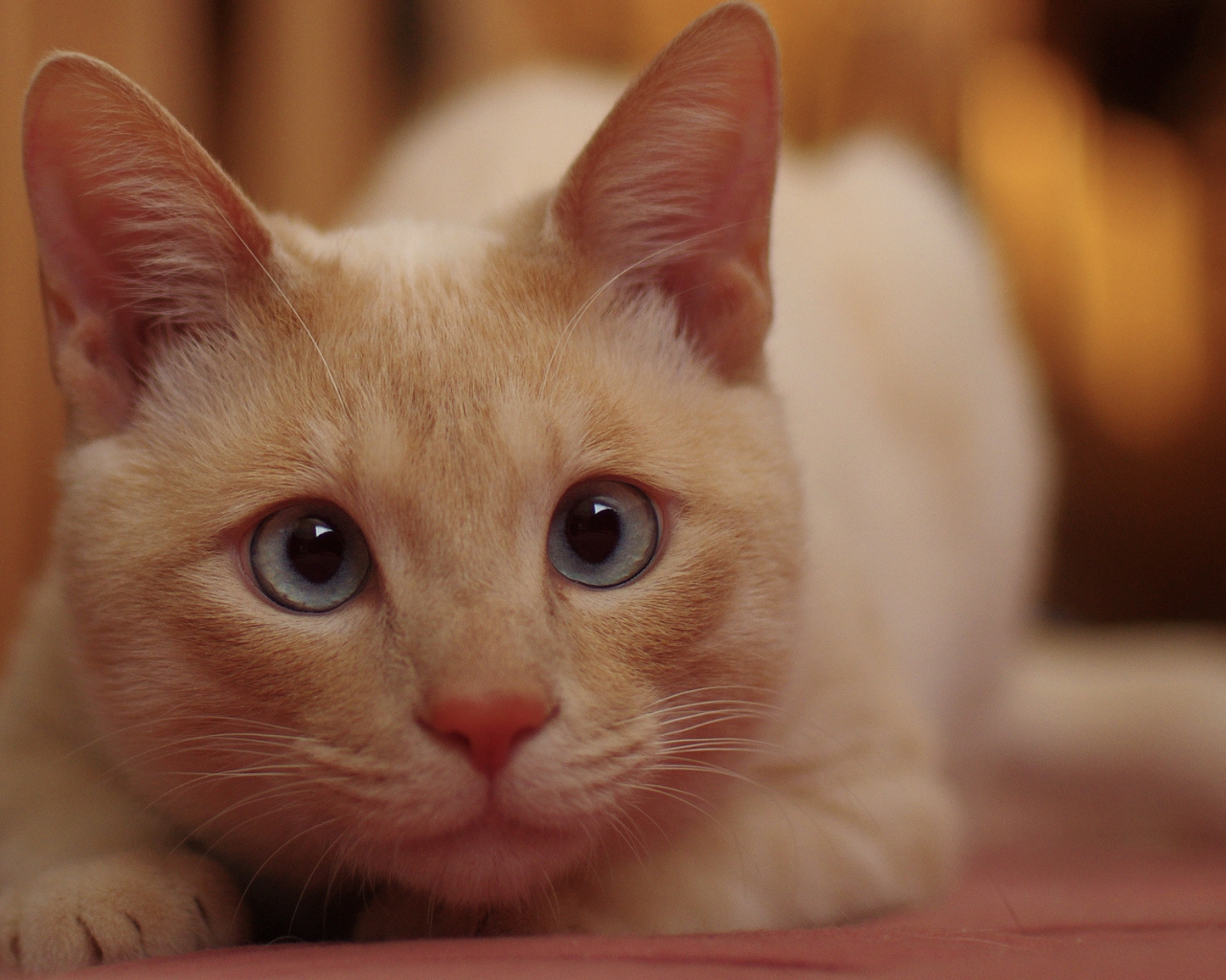 Желтая гаванская кошка