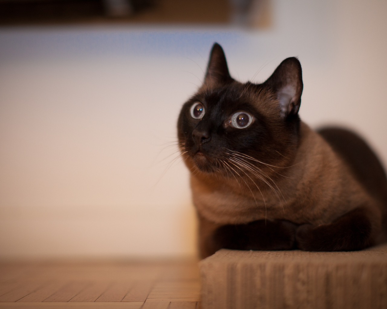 Йоркская шоколадная кошка