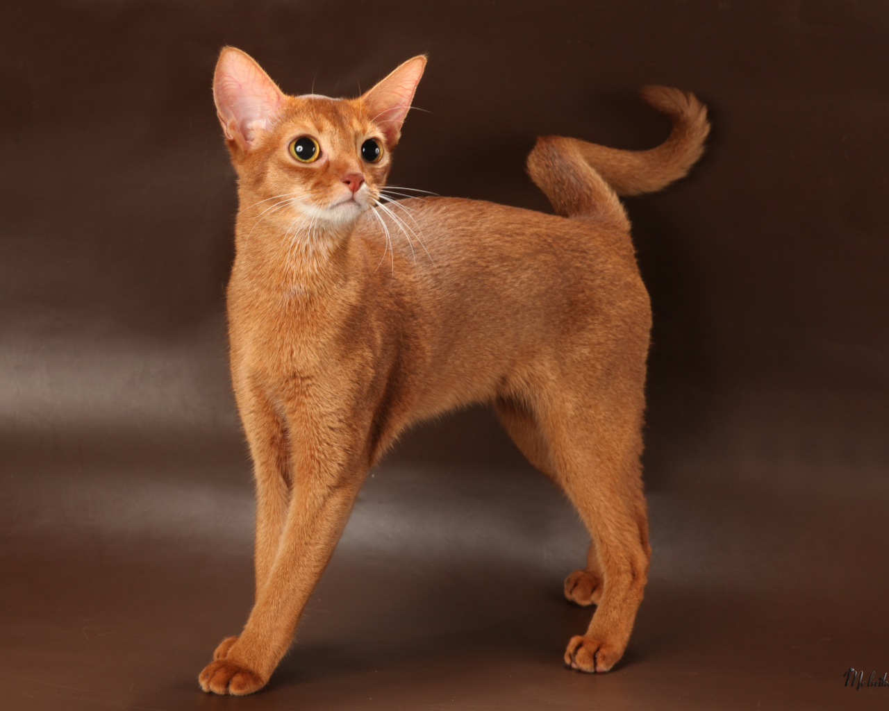 Молодая абиссинская кошка
