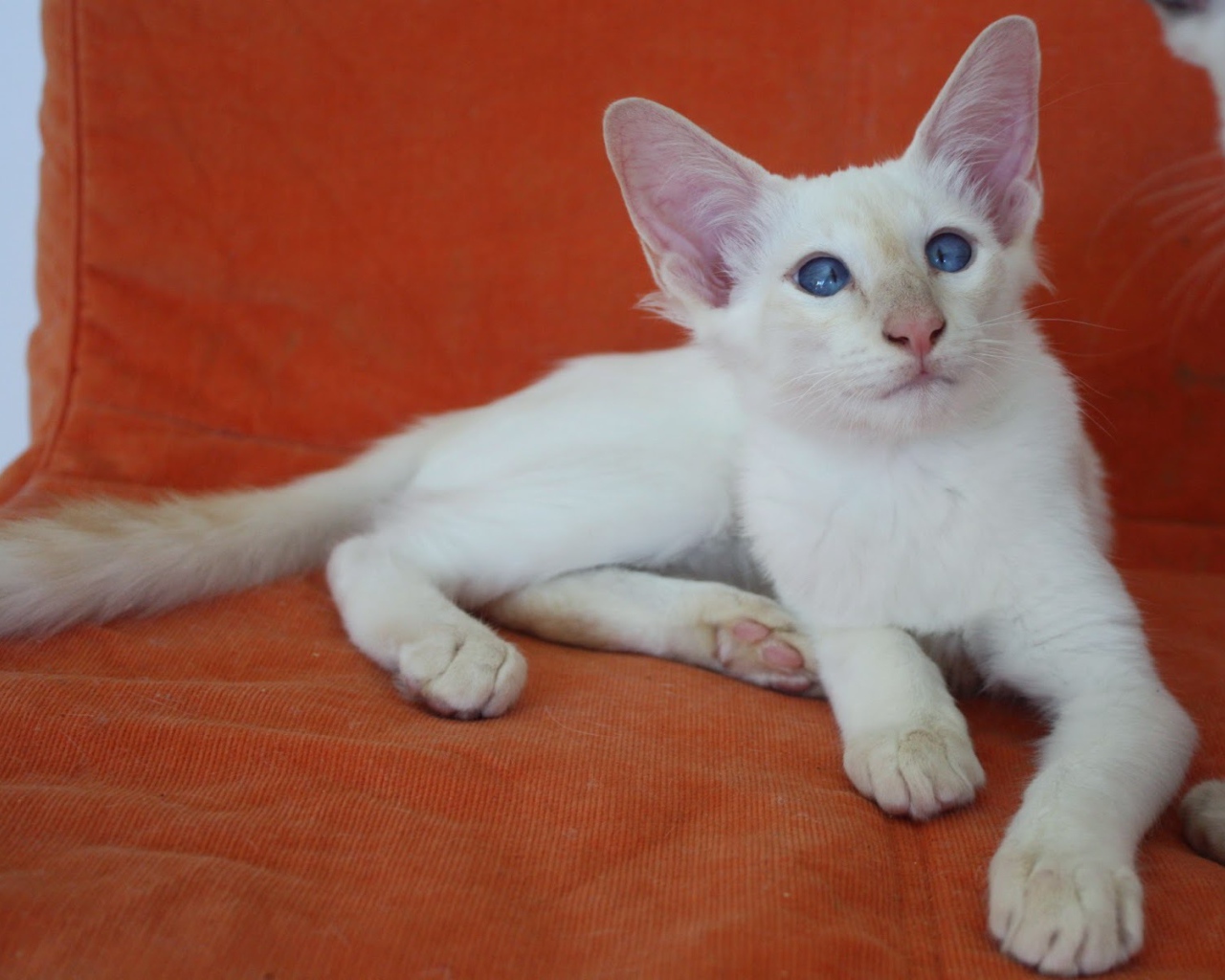 Молодой балийский кот