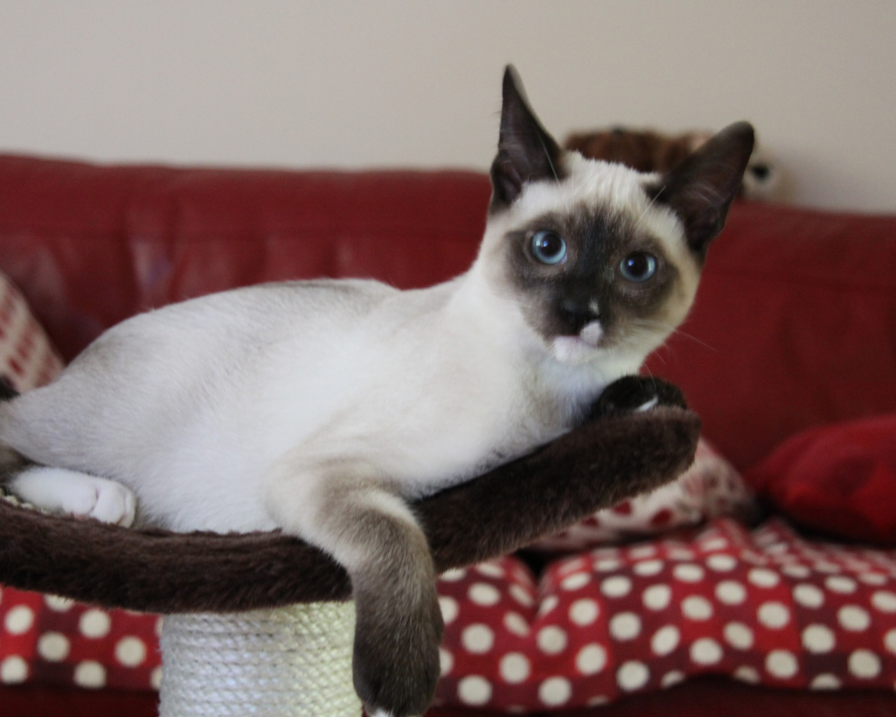 Молодой кот сноу-шу