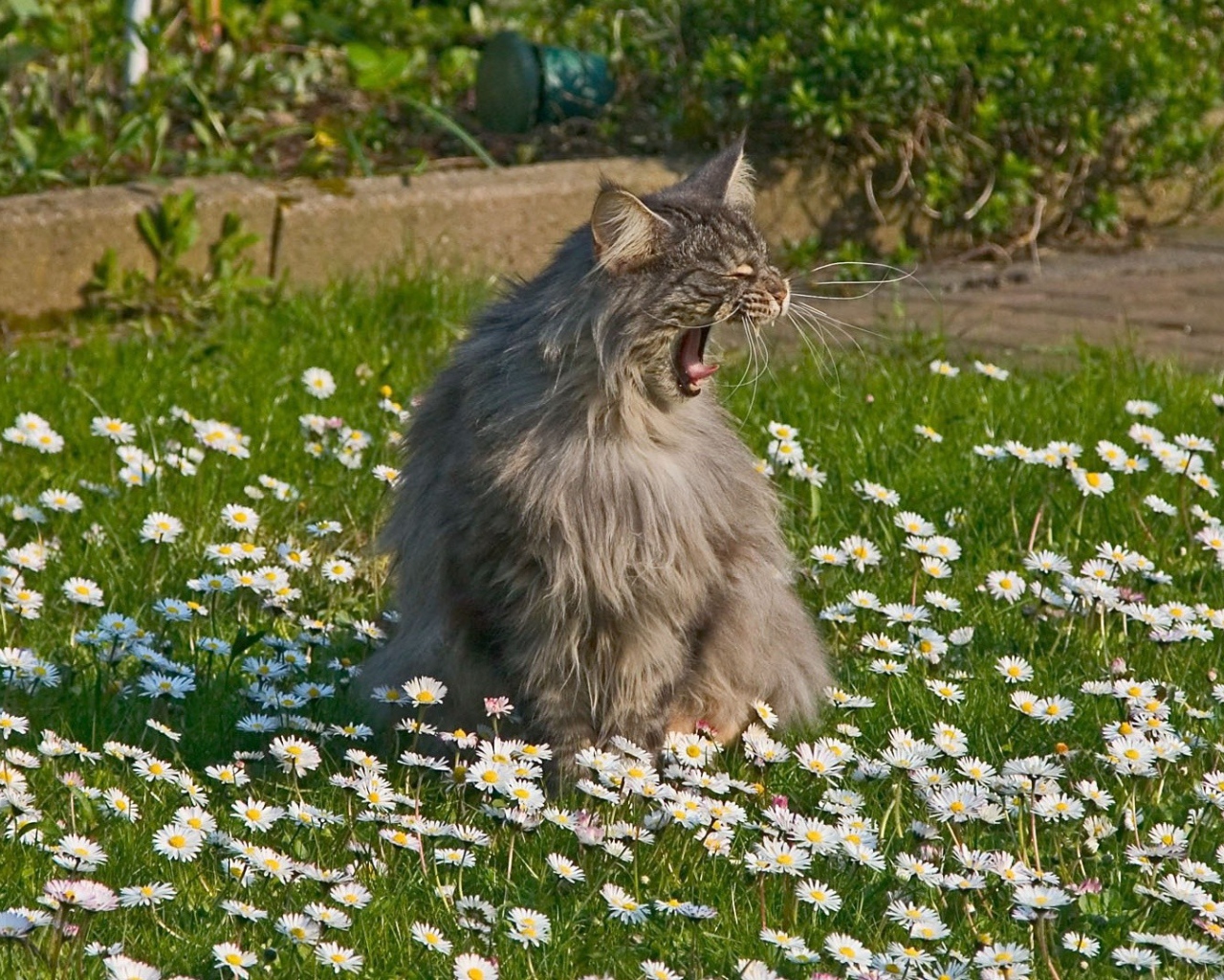 Кот зовет свою подругу