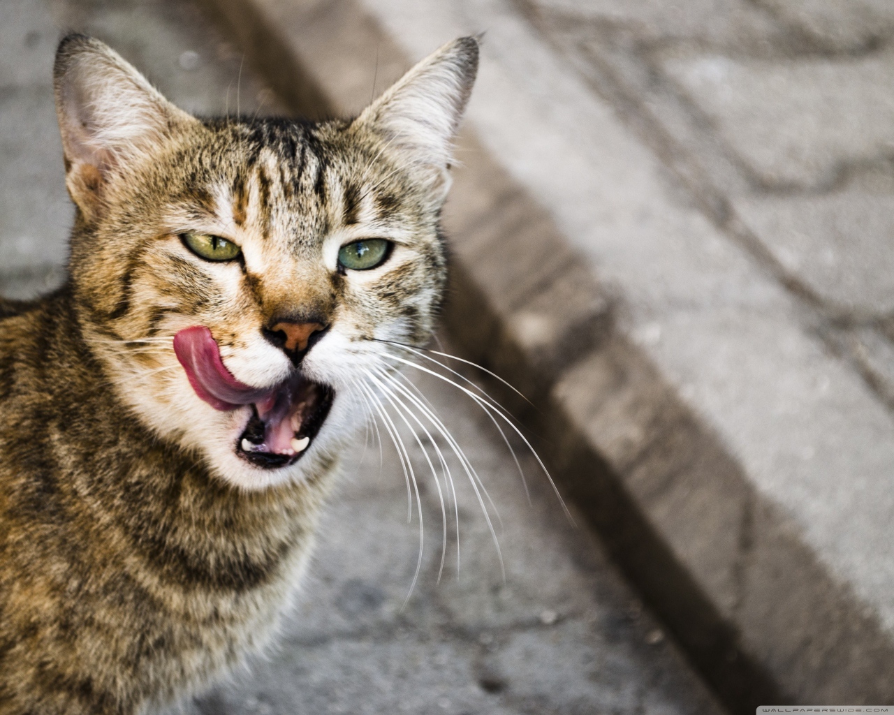 Кот облизывается