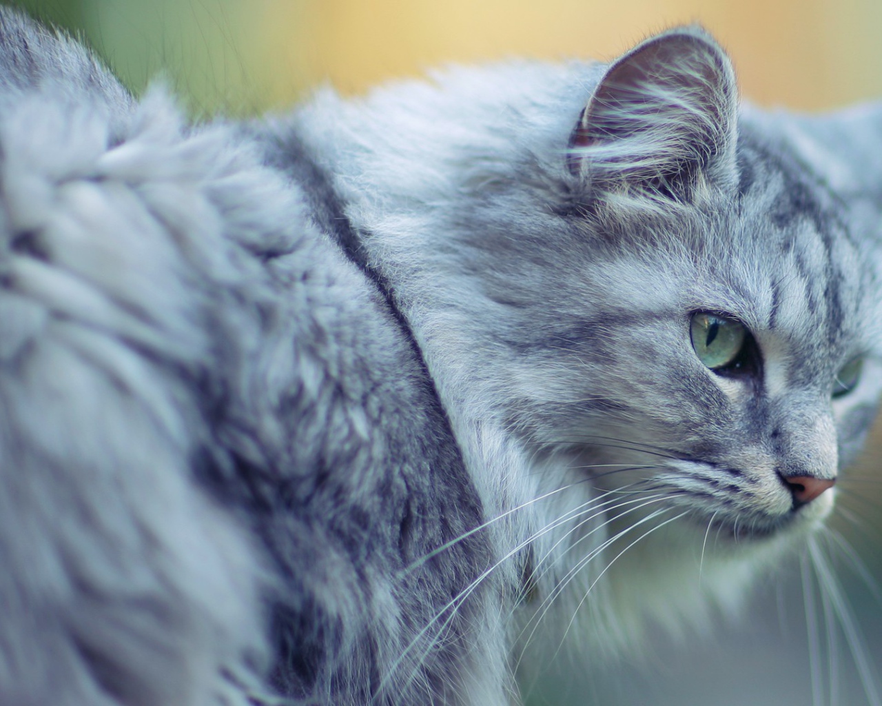 Голубой кот