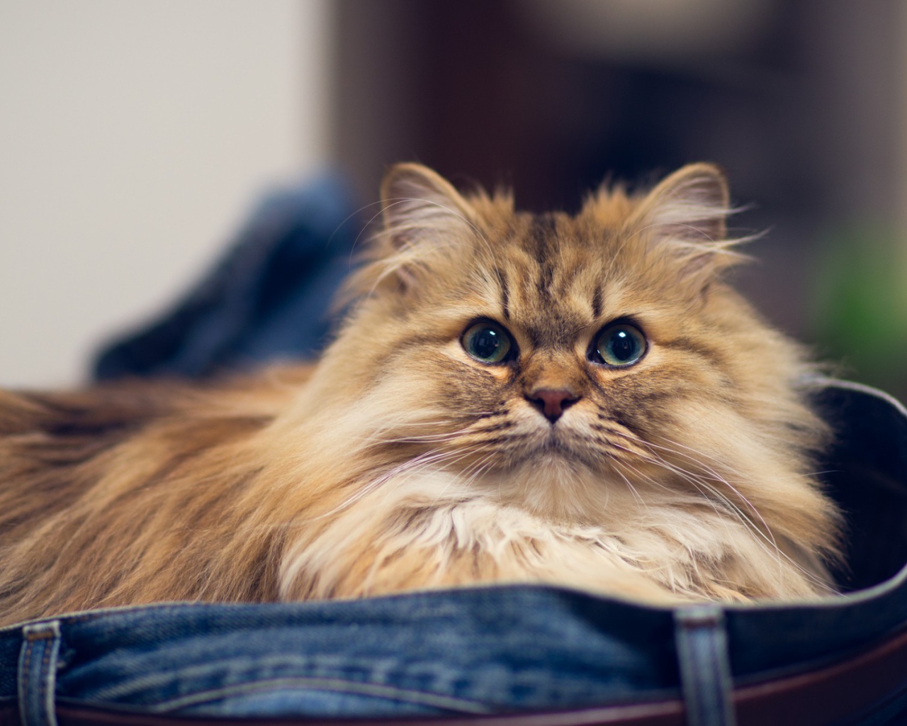 Кот в джинсах