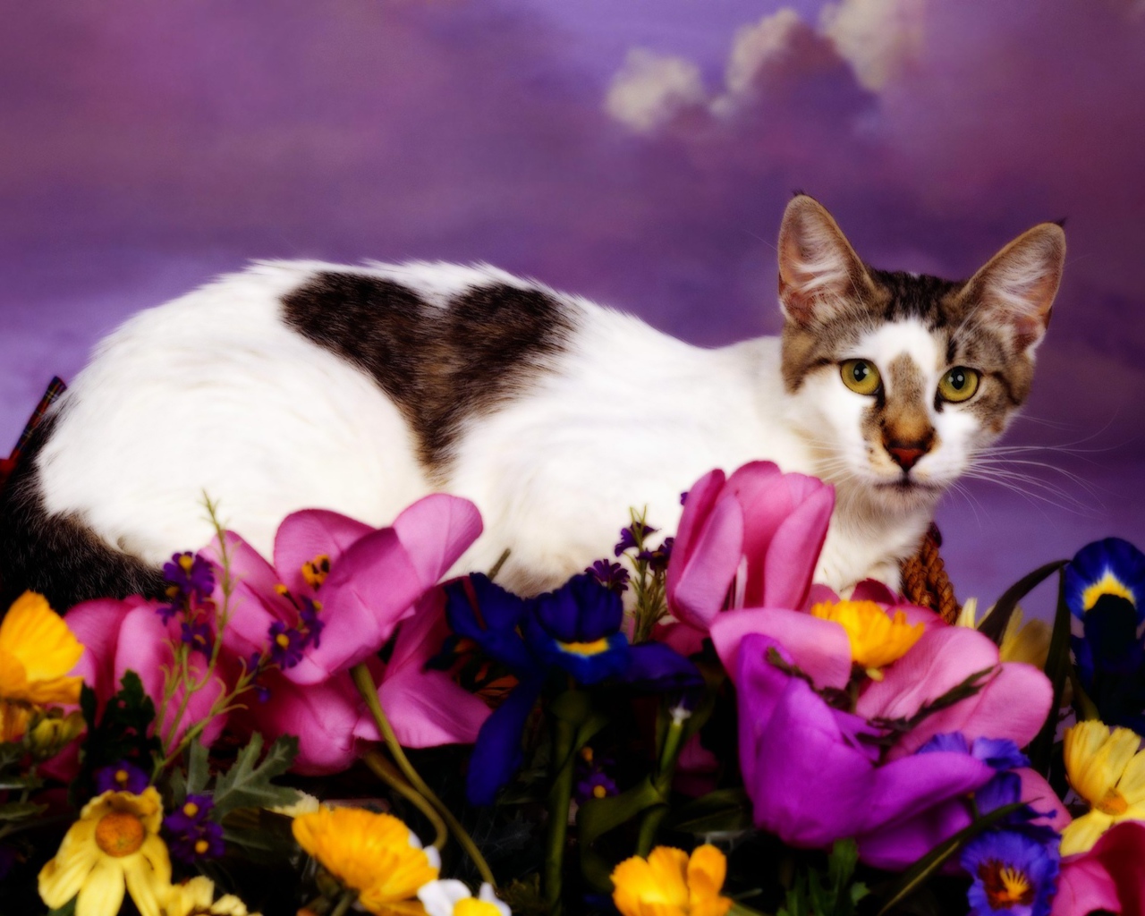 Кошка с сердечком