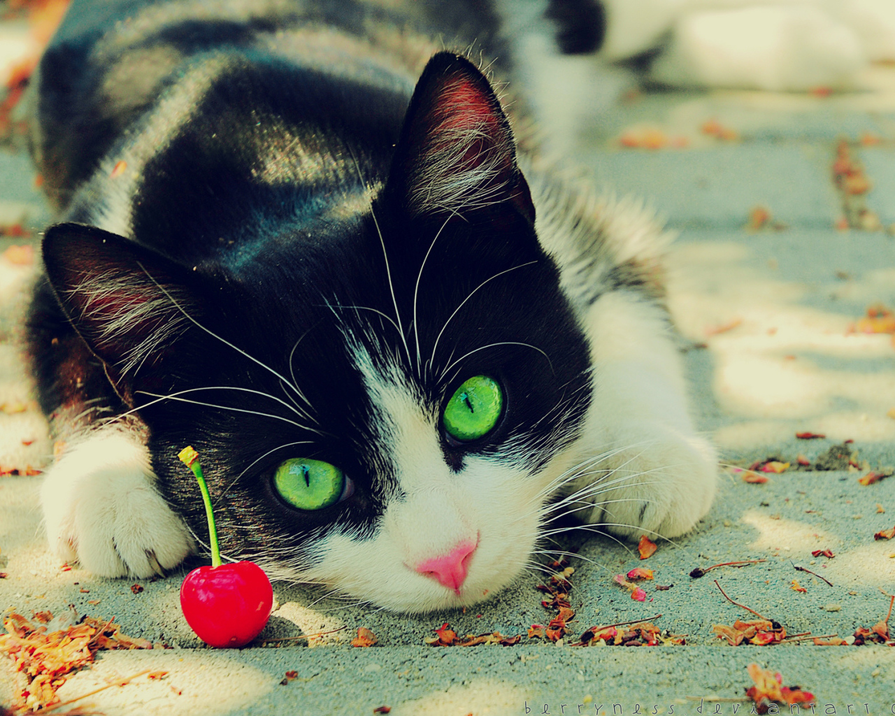 Кот с вишней