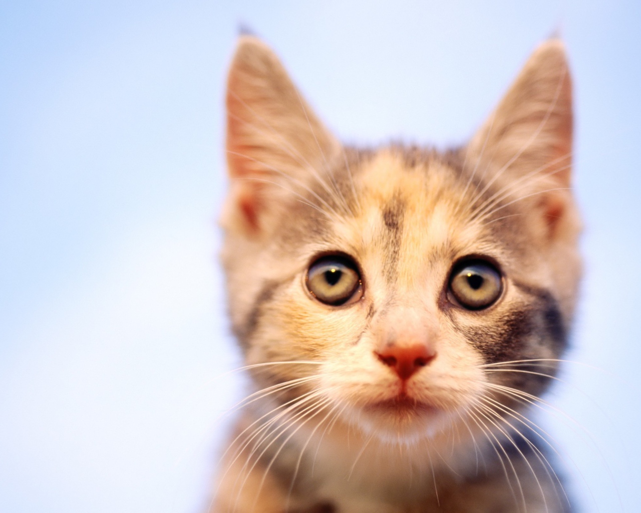 Пристальный Взгляд кошки