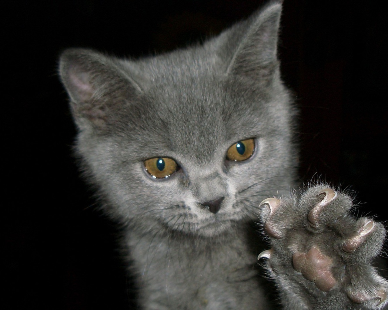 Котенок выпустил когти