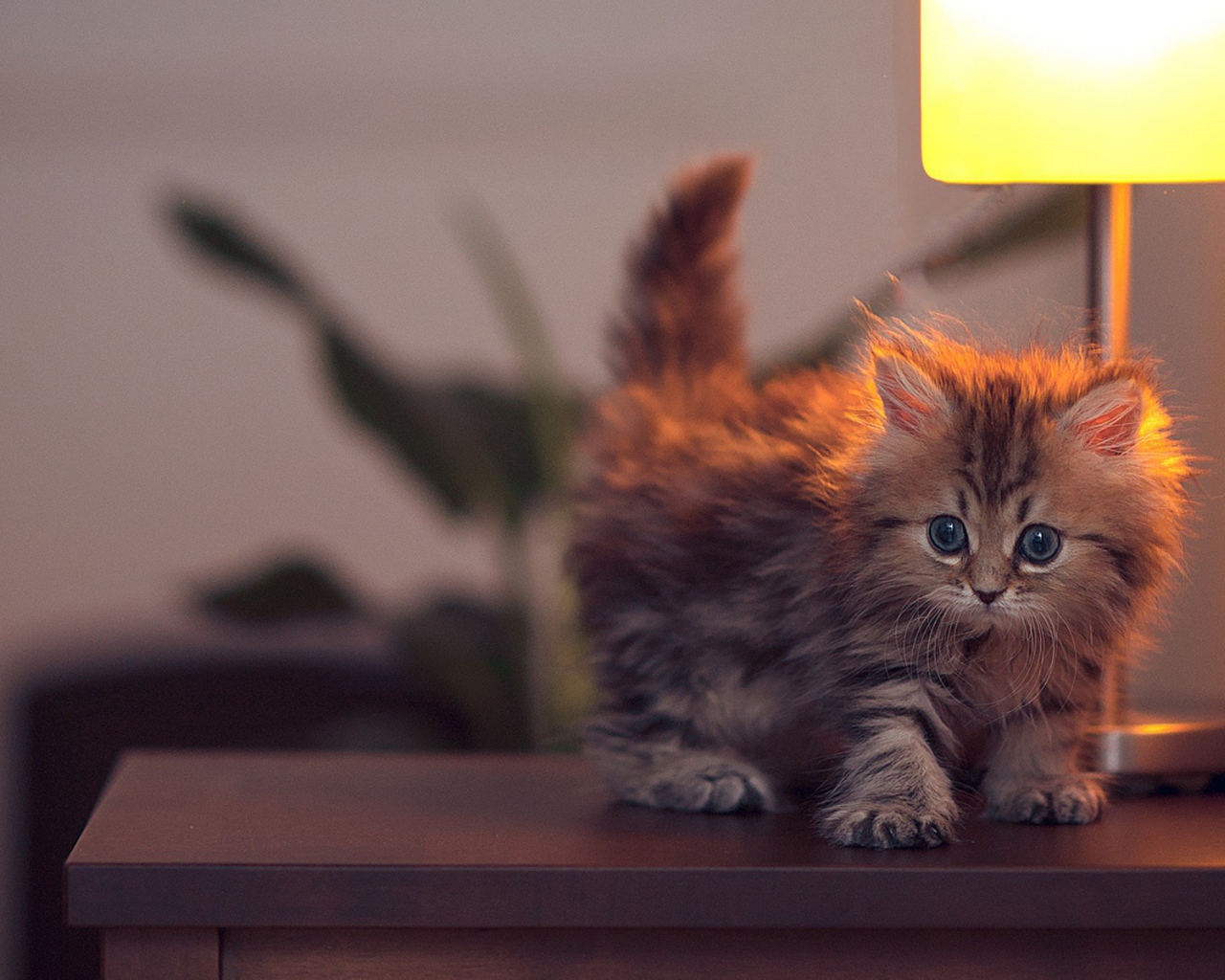 Котенок у лампы