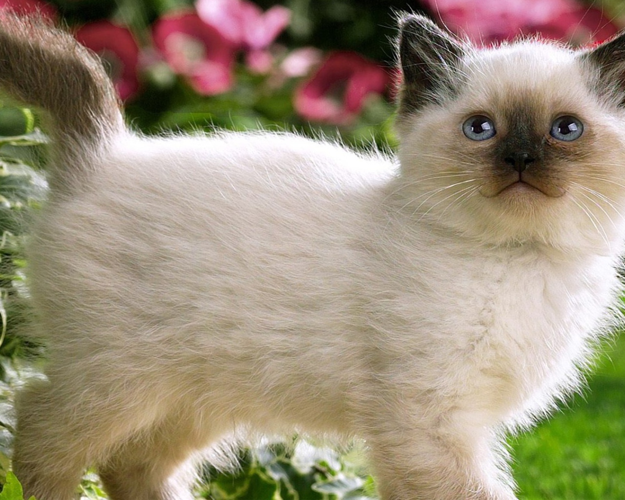 Котенок с черным носом