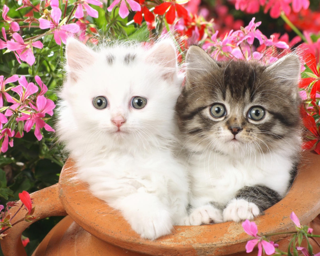 Котята в глинянном кувшине