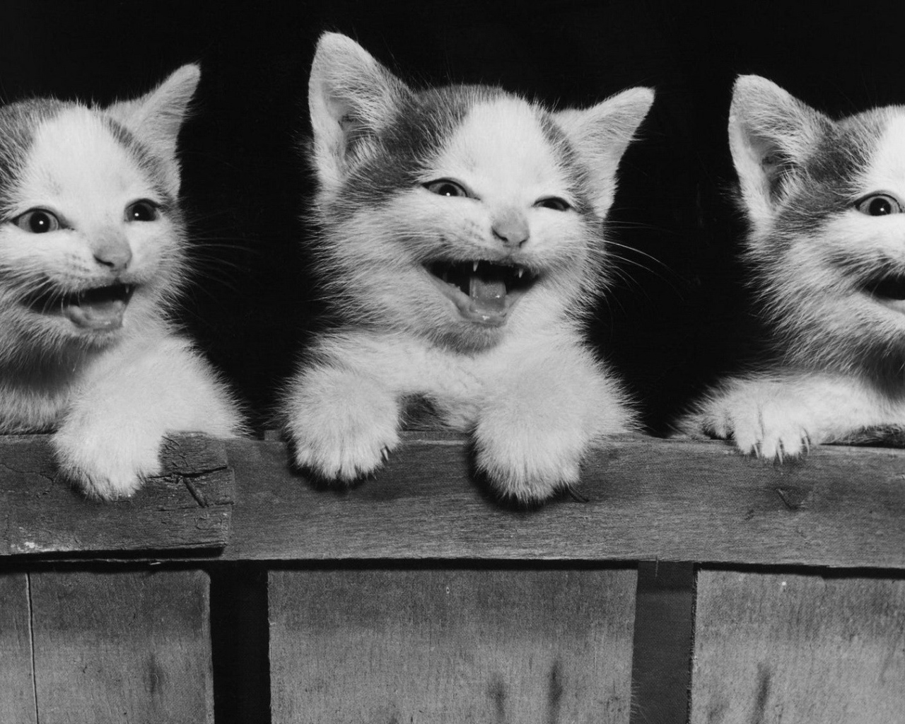 Котята улыбаются
