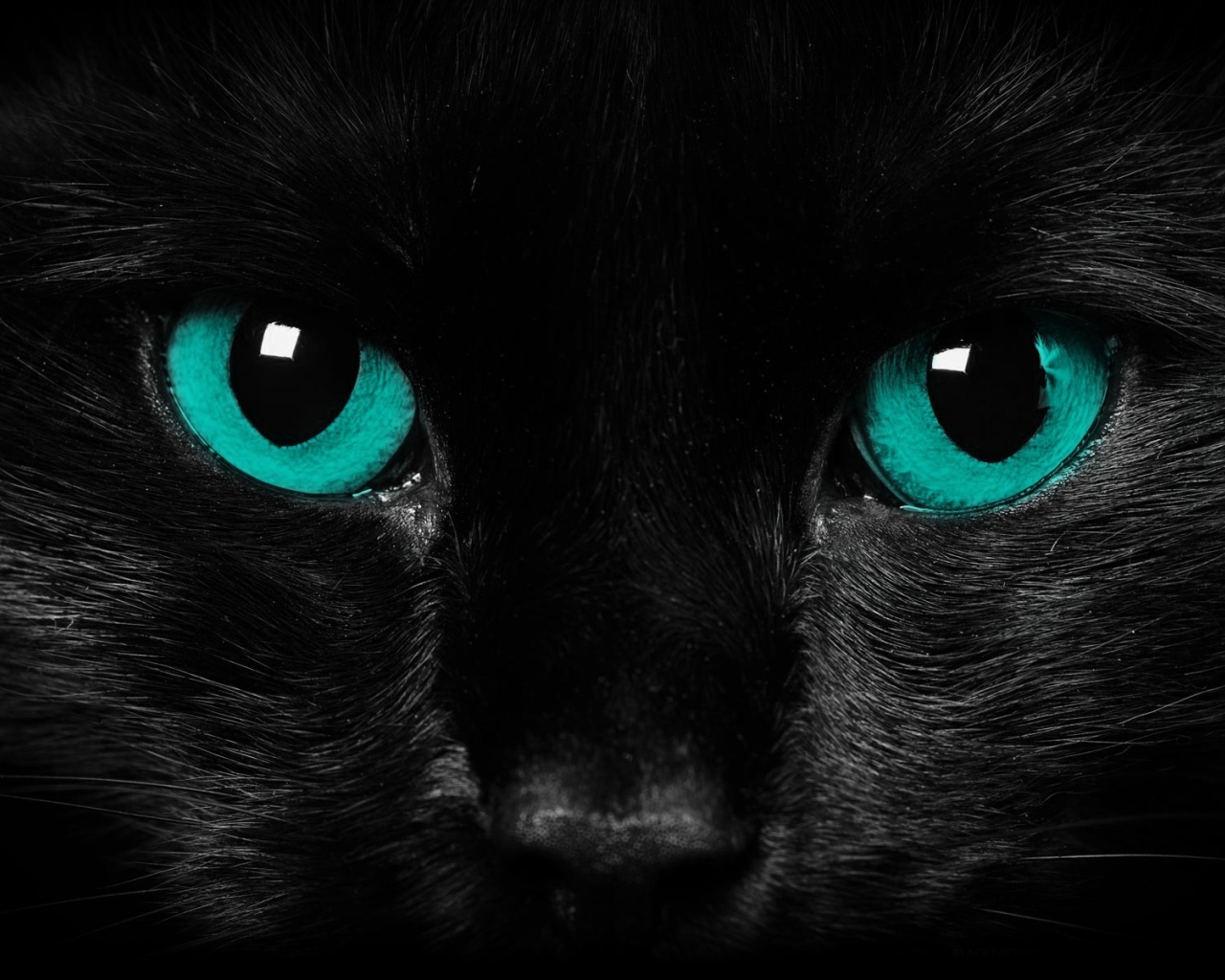Взгляд черного кота