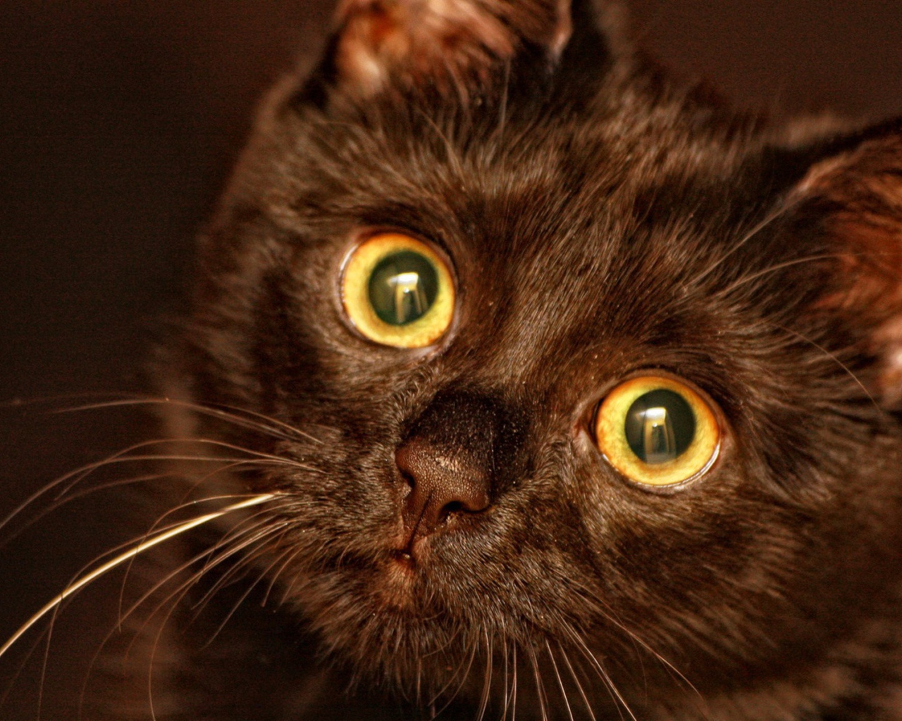 Круглые глаза у кота