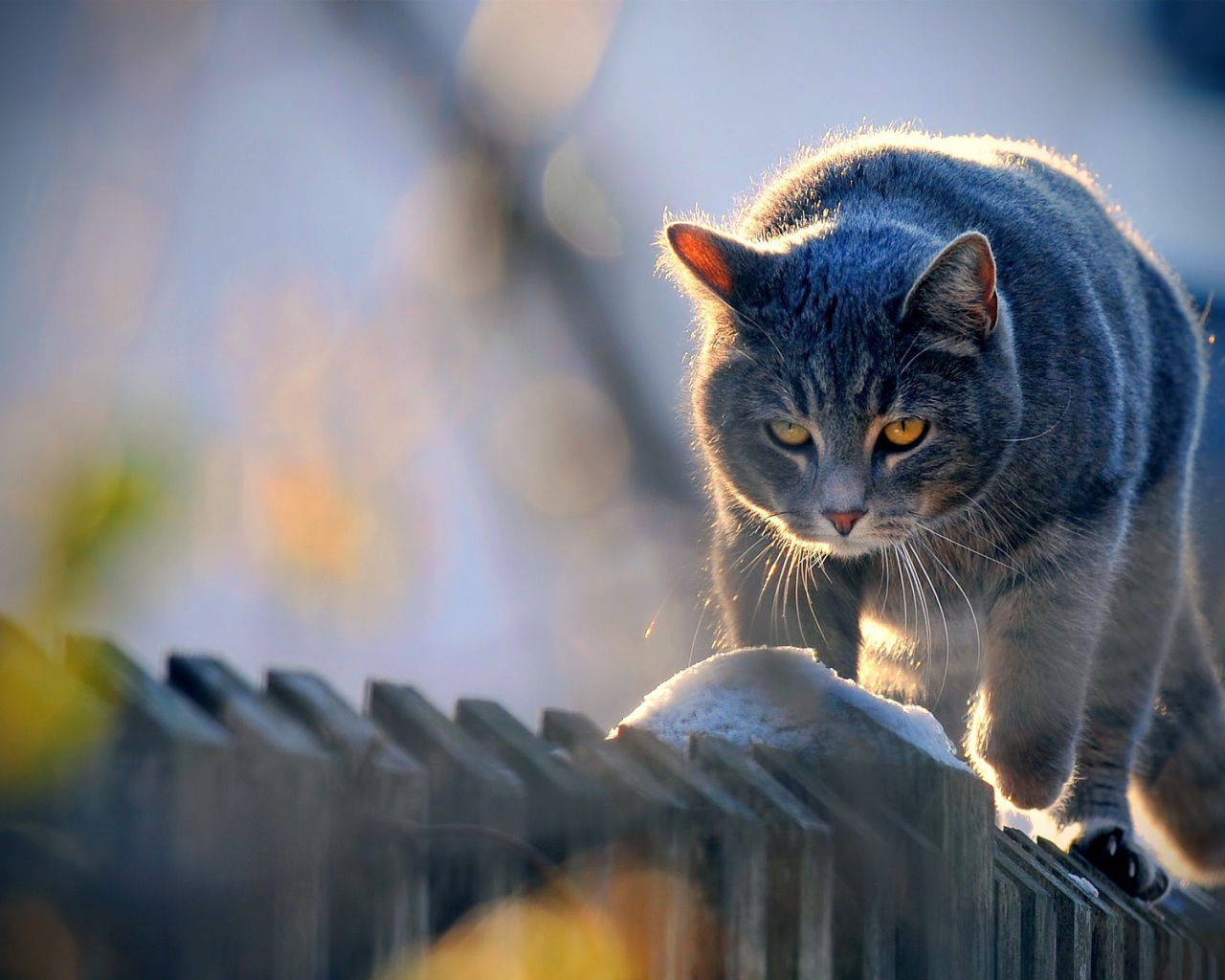 Кот идет по забору