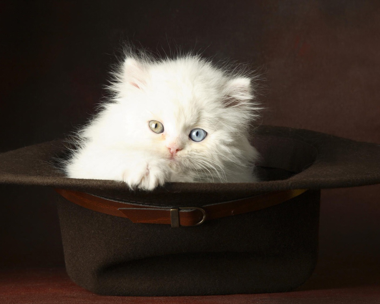 Белый котенок в шляпе