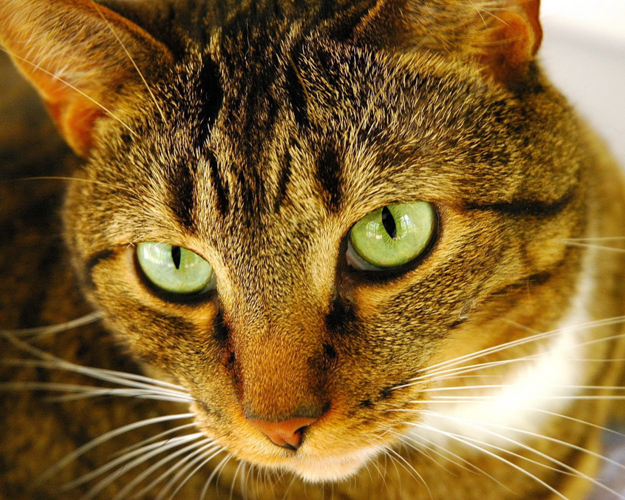 Внимательный взгляд рыжего кота