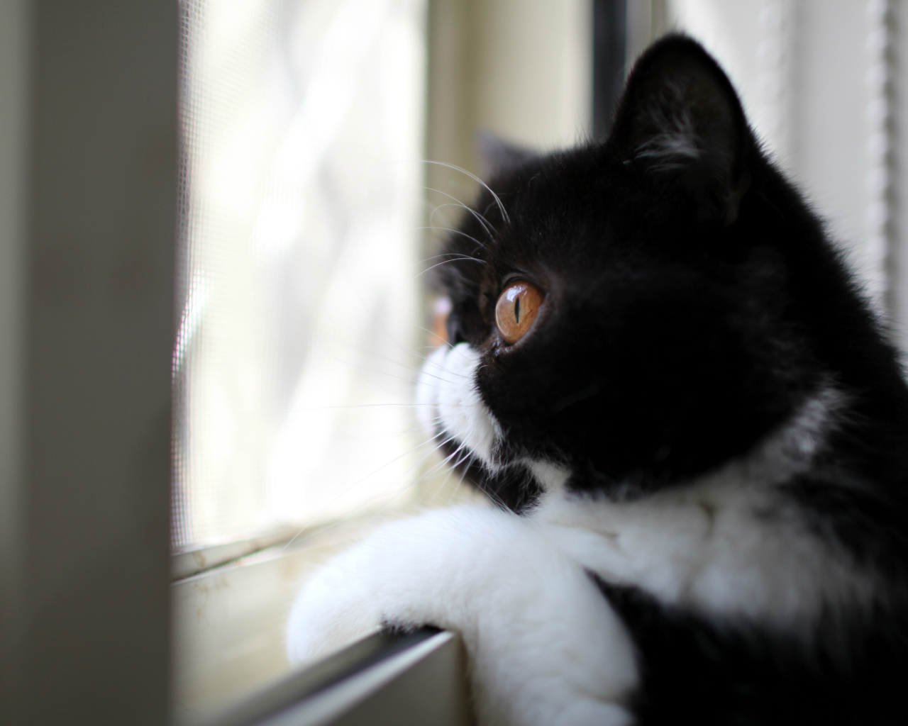 Кот смотрит в окно