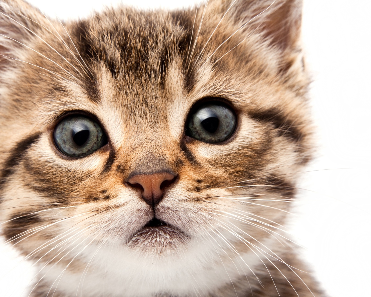 Удивленный взгляд котенка