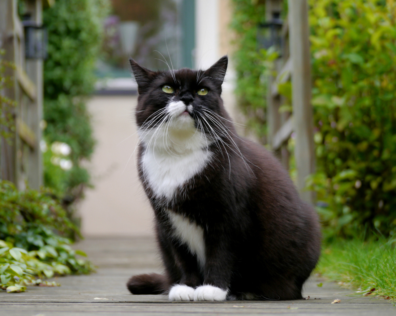 Черно белый кот