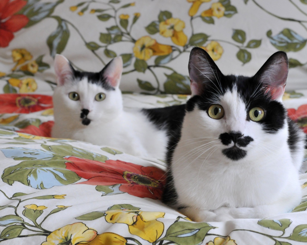 Черно белые кошки