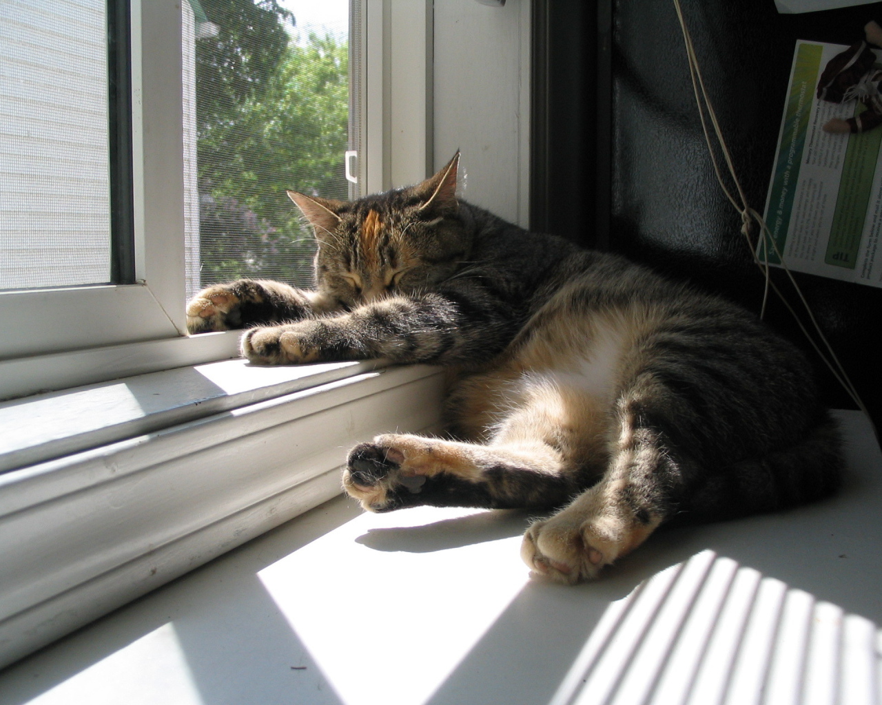 Кот спит у окна