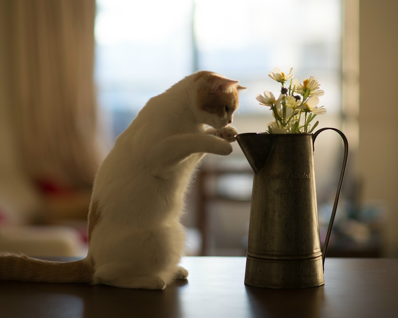 Кот у кувшина с цветами