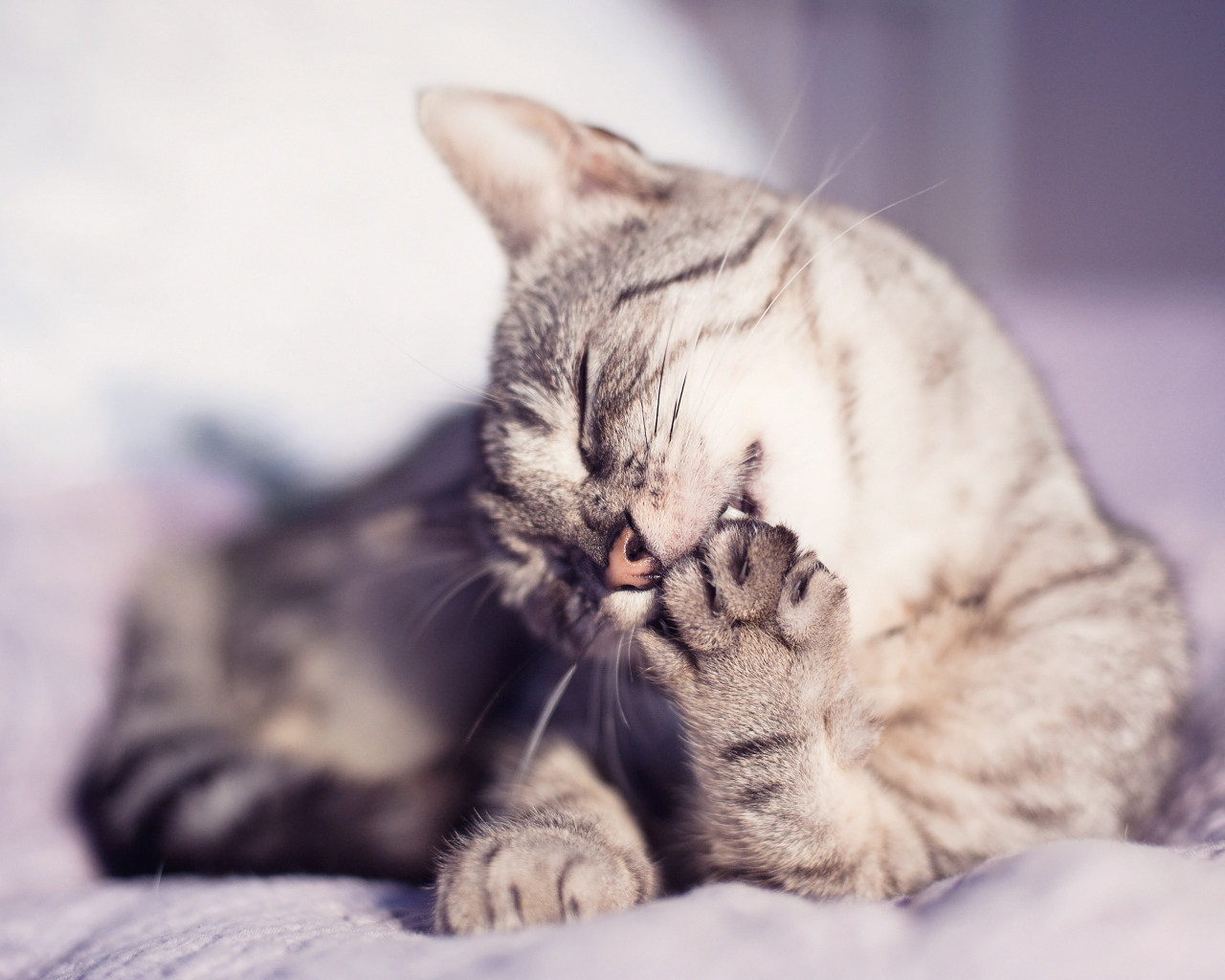 Кошка лижет лапу