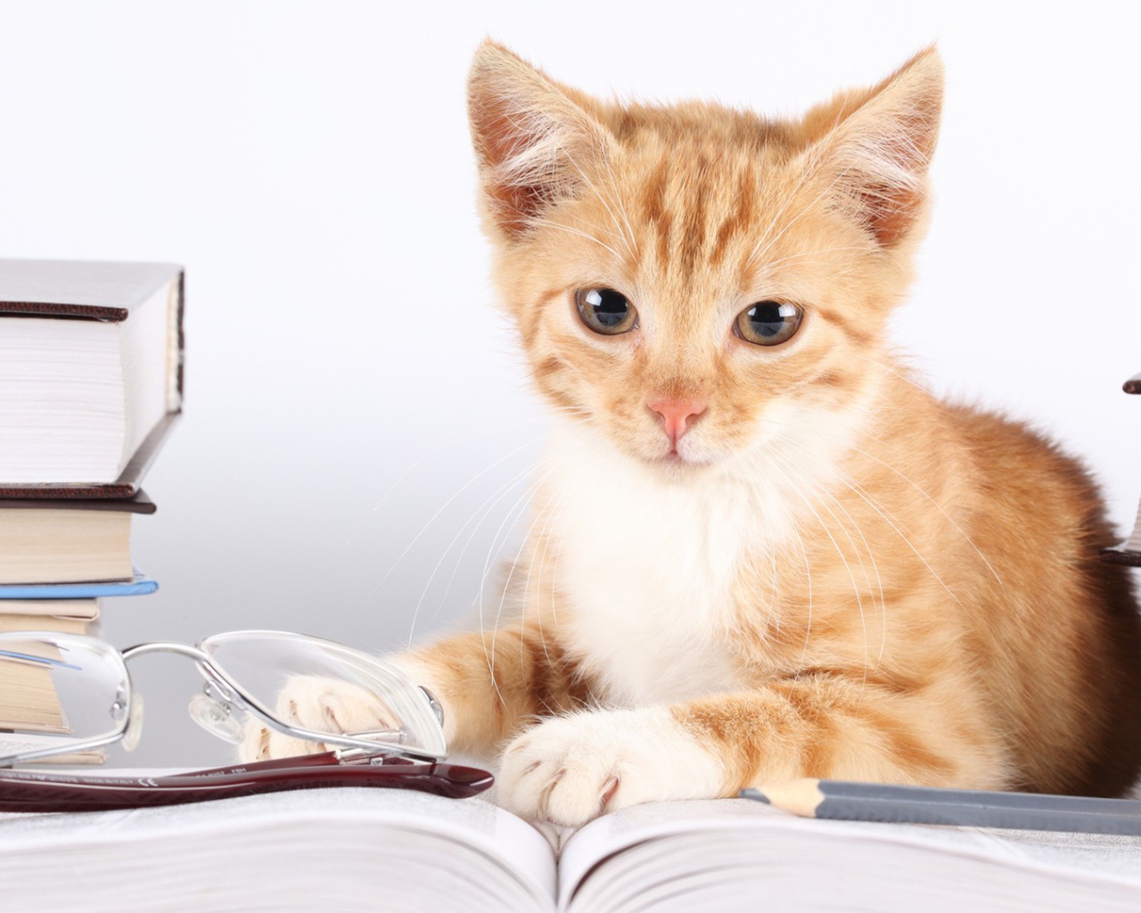 Кошка лежит около книг