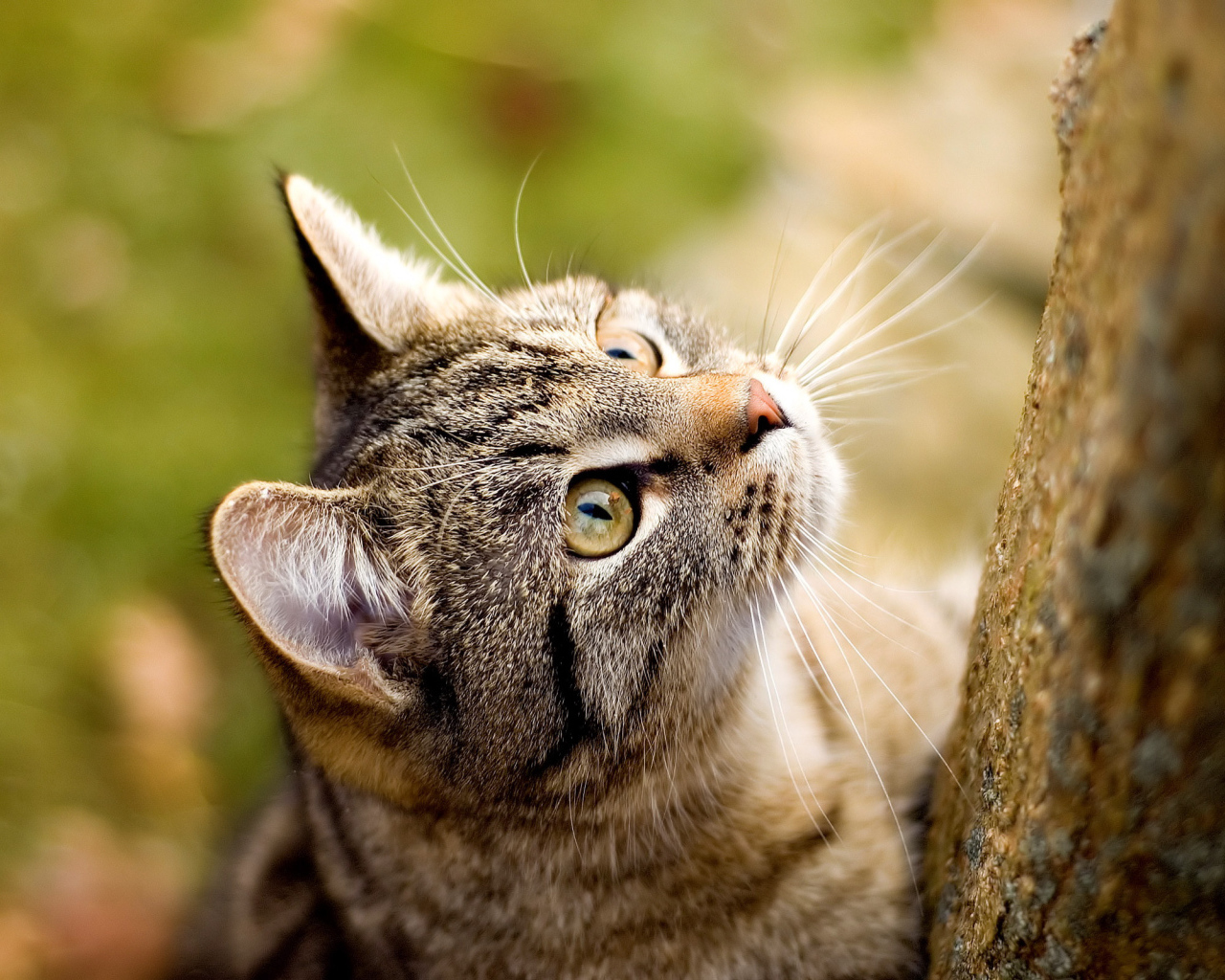 Кот смотрит вверх