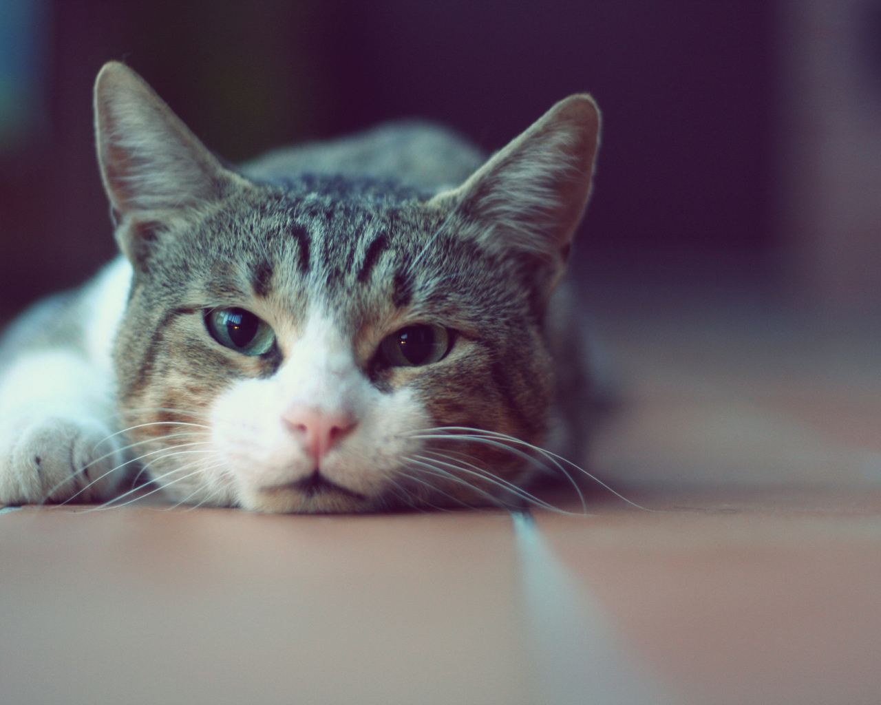 Кошка лежит на полу