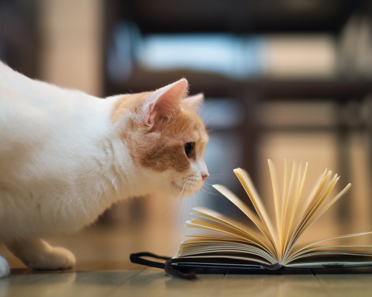 Кошка играет книгой