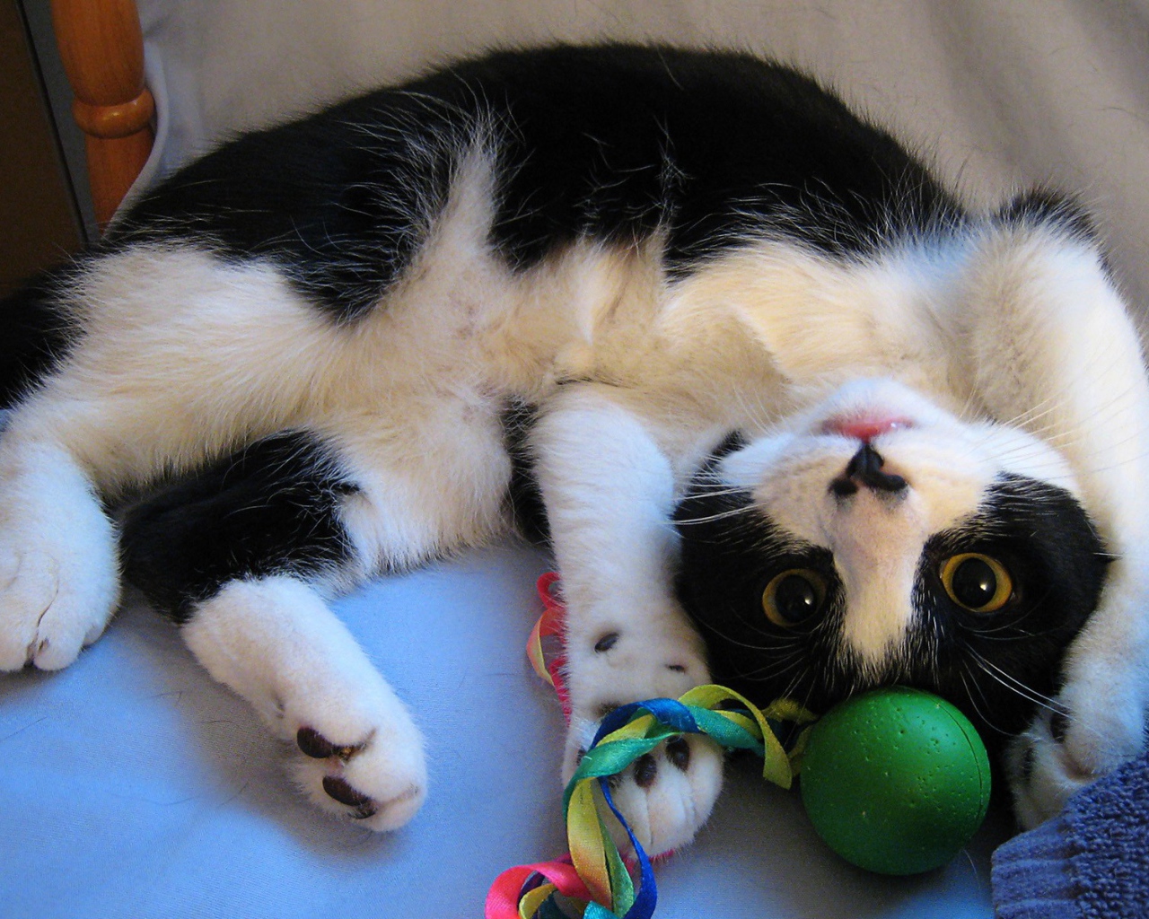 Кот играет с игрушкой