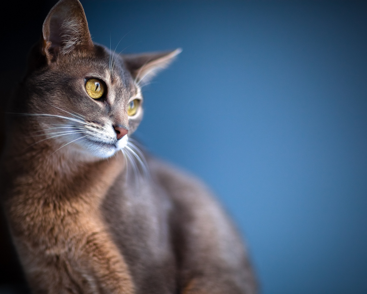 Кошка с большими ушами